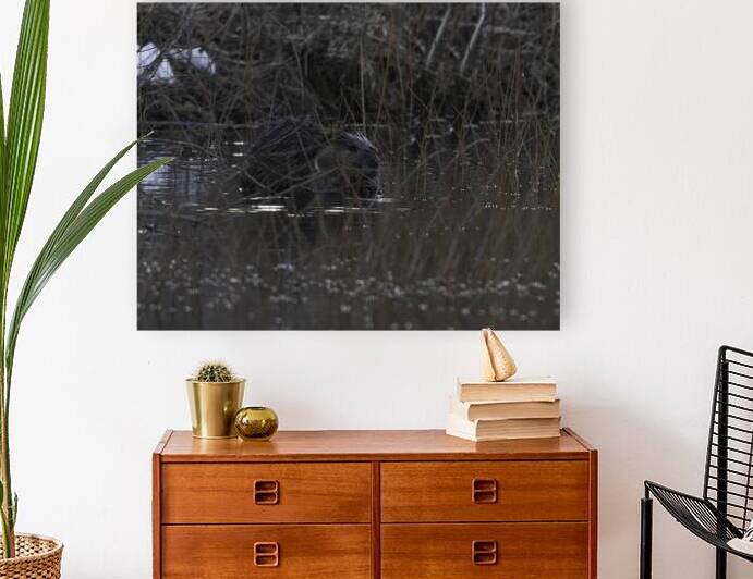 ANI 00105 Reproduction