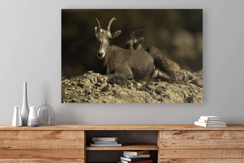ANI 00094 Reproduction
