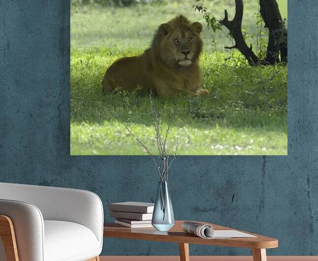 ANI 00167 Reproduction