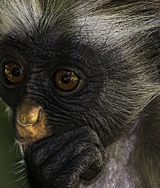 ANI 00205 by John Walborn Promenade Photos
