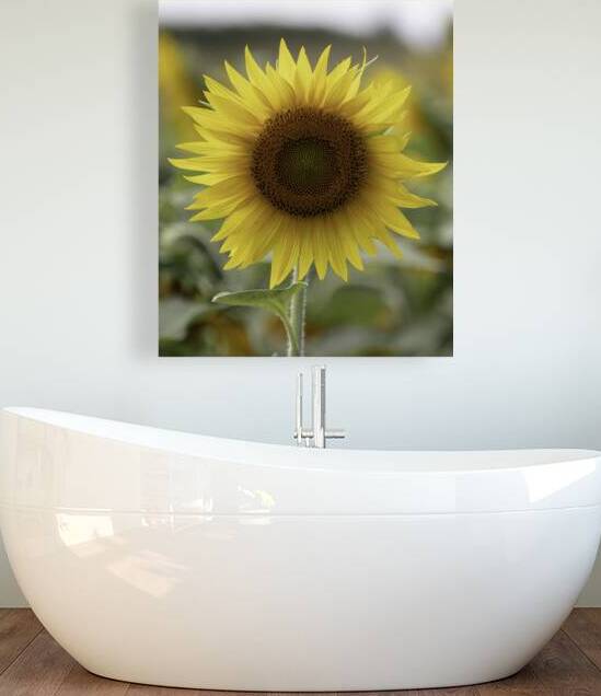 FLO 00488 Reproduction