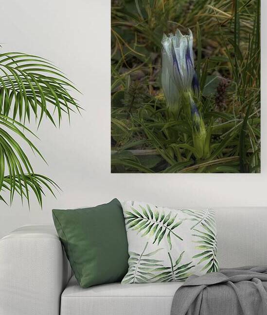 *FLO 00473 Reproduction