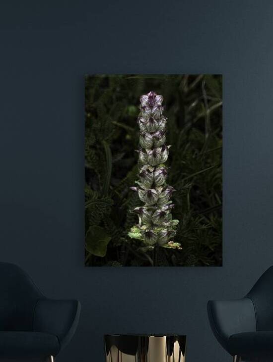 FLO 00474 by John Walborn Promenade Photos