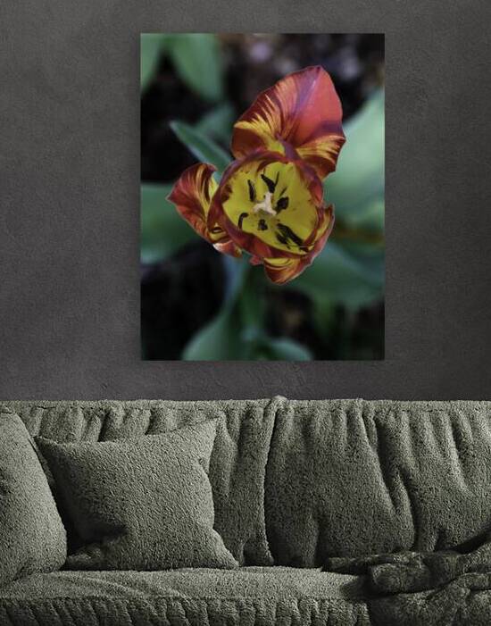 FLO 00512 by John Walborn Promenade Photos
