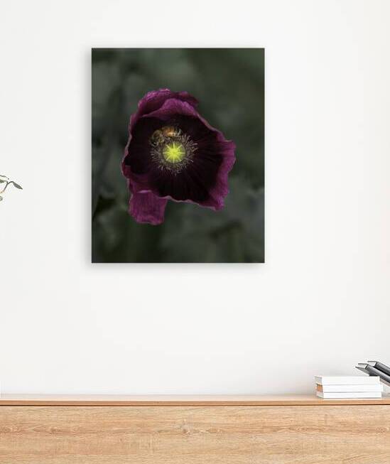 FLO 00565 Reproduction