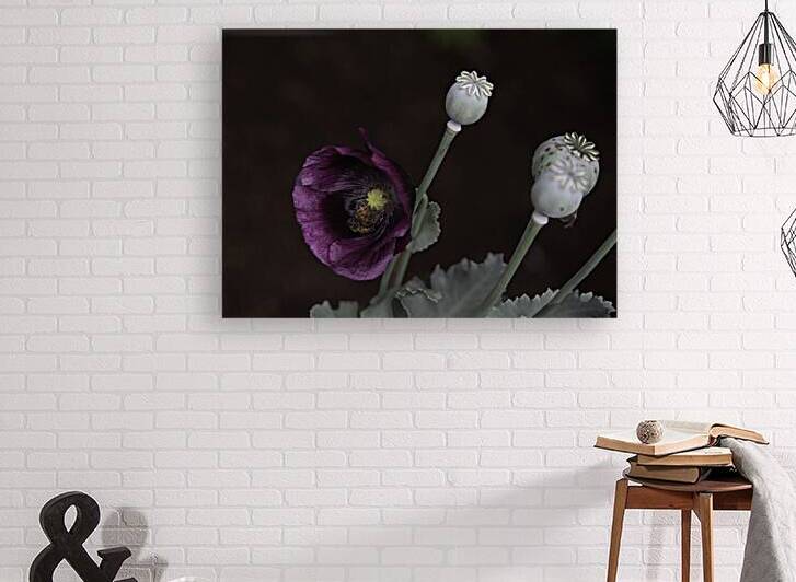 FLO 00568 Reproduction