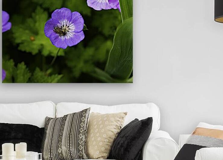 FLO 00581 Reproduction