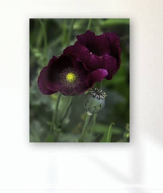FLO 00584 by John Walborn Promenade Photos