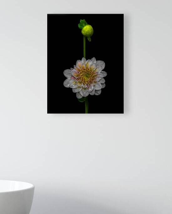 FLO 01815 Reproduction