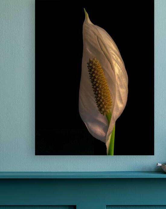 FLO 01768 Reproduction