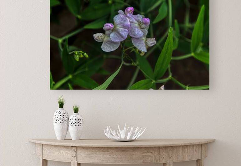 FLO 01778 Reproduction