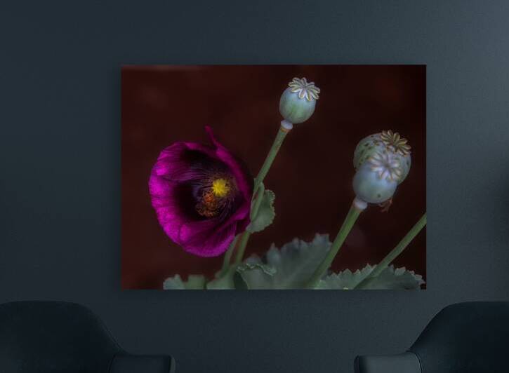 FLO 01789 Reproduction