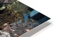 ANI 02141 HD Metal print
