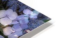 FLO 02294 HD Metal print
