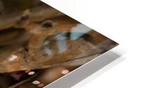 BIR 02382 HD Metal print