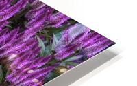 FLO 02649 HD Metal print