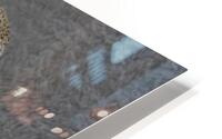 ANI 00101 HD Metal print