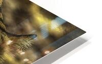 ANI 00193 HD Metal print