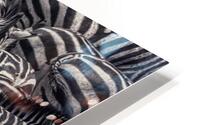 ANI 00210 HD Metal print