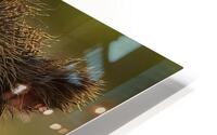 ANI 00200 HD Metal print