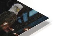 BIR 00279 HD Metal print