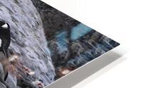 BIR 00320 HD Metal print