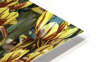 FLO 00440 HD Metal print
