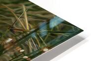MIS 01162 HD Metal print