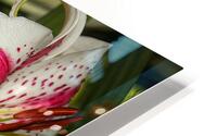 FLO 01811 HD Metal print