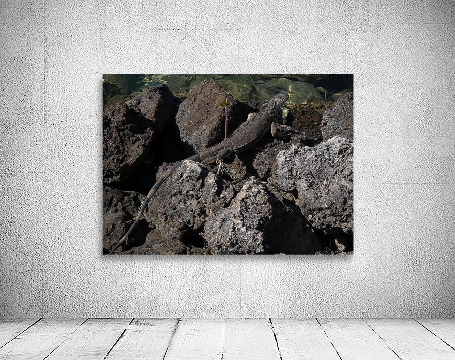 ANI 02141 Wall Preview
