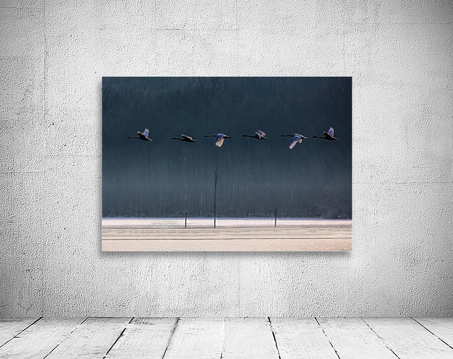 BIR 02342 Wall Preview
