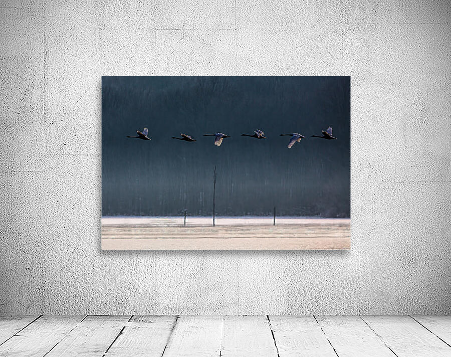 BIR 02168 Wall Preview