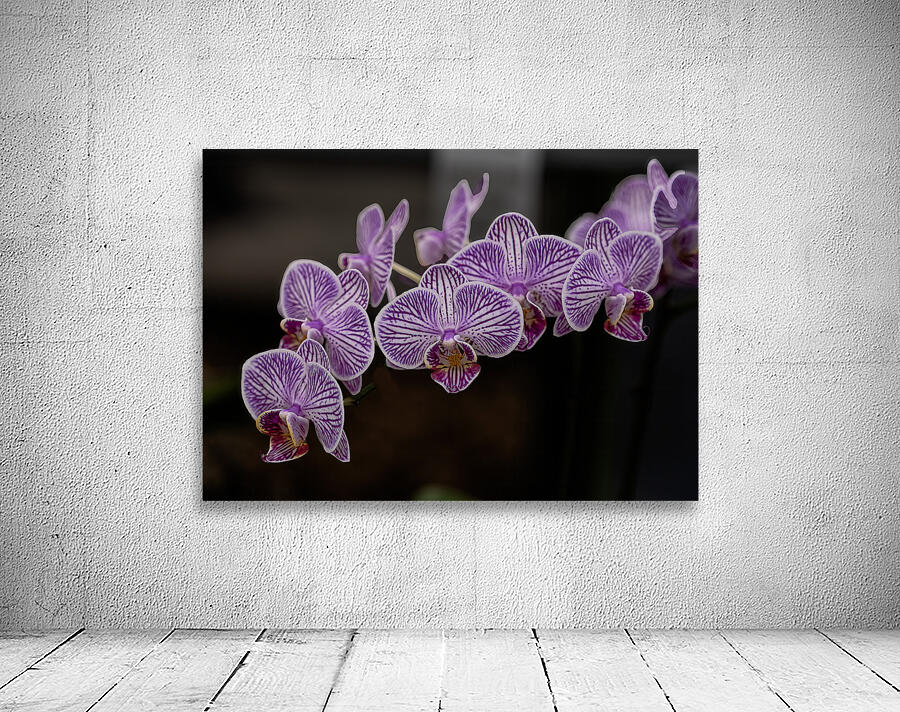 FLO 02268 Wall Preview