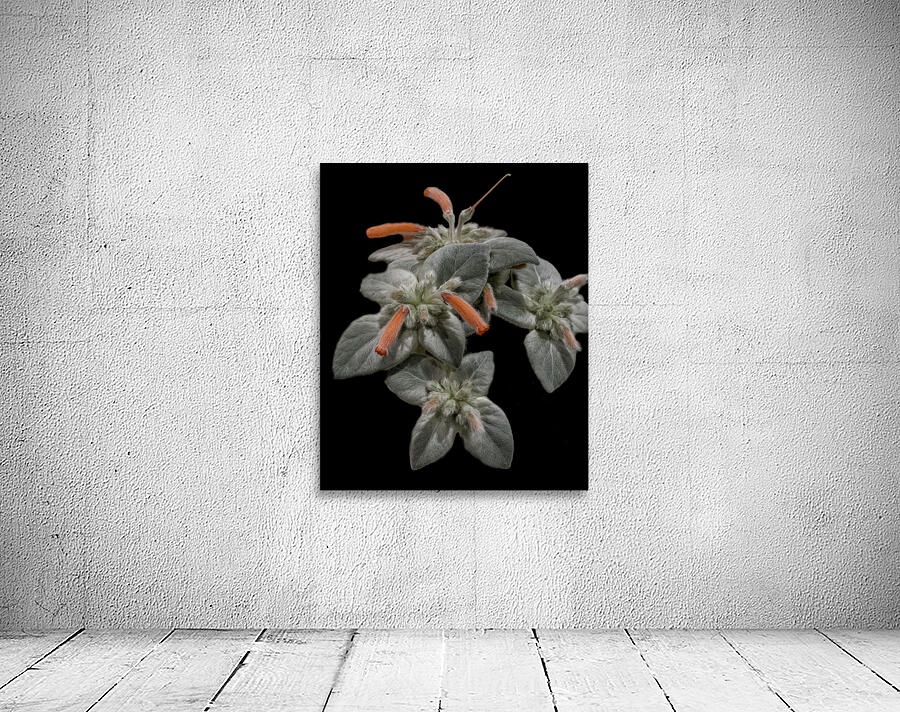 FLO 02272 Wall Preview