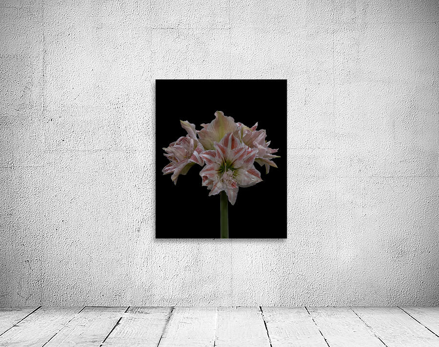 FLO 02276 Wall Preview