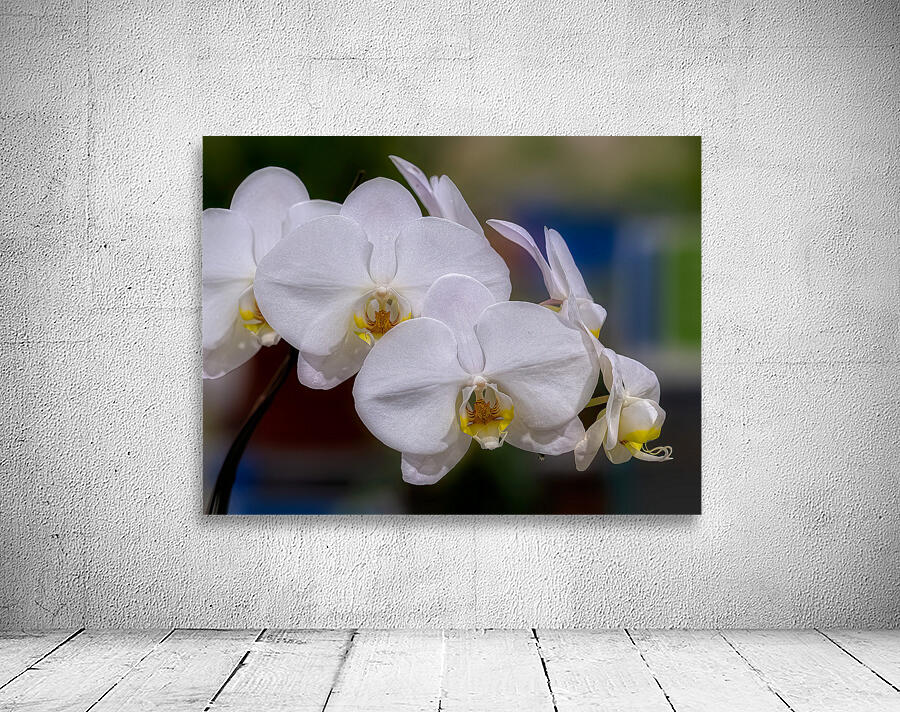 FLO 02271 Wall Preview