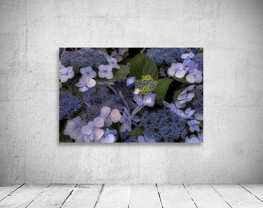 FLO 02294 Wall Preview