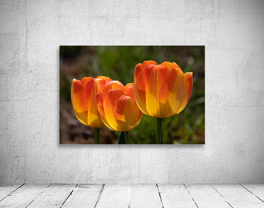 FLO 02209 Wall Preview