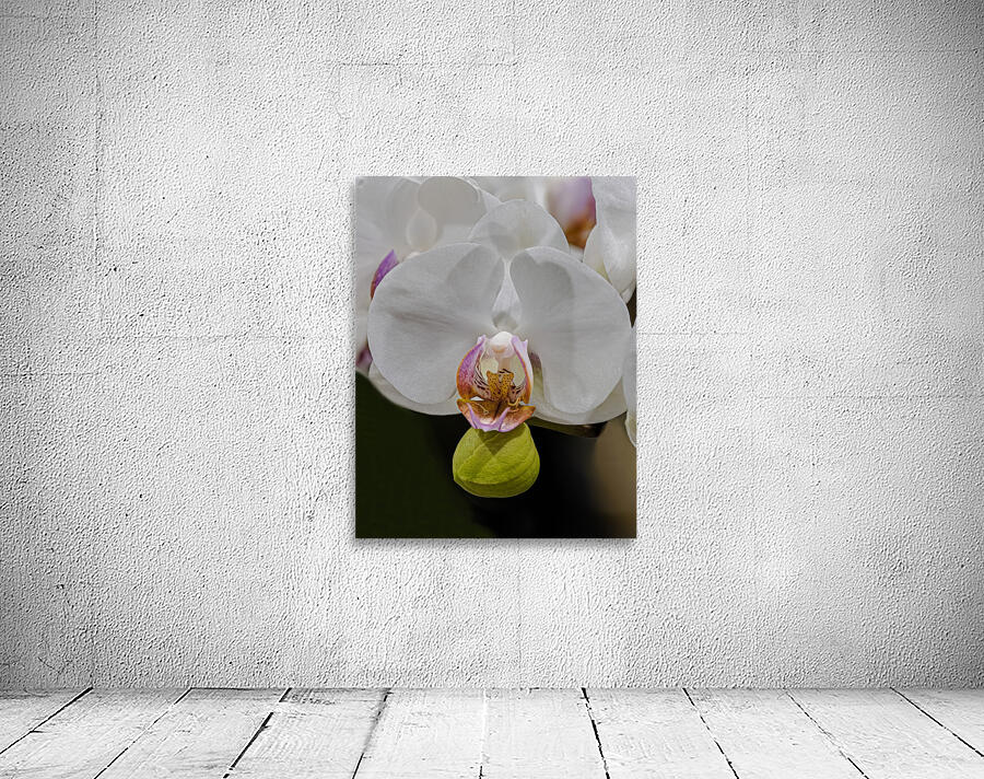 FLO 02269 Wall Preview