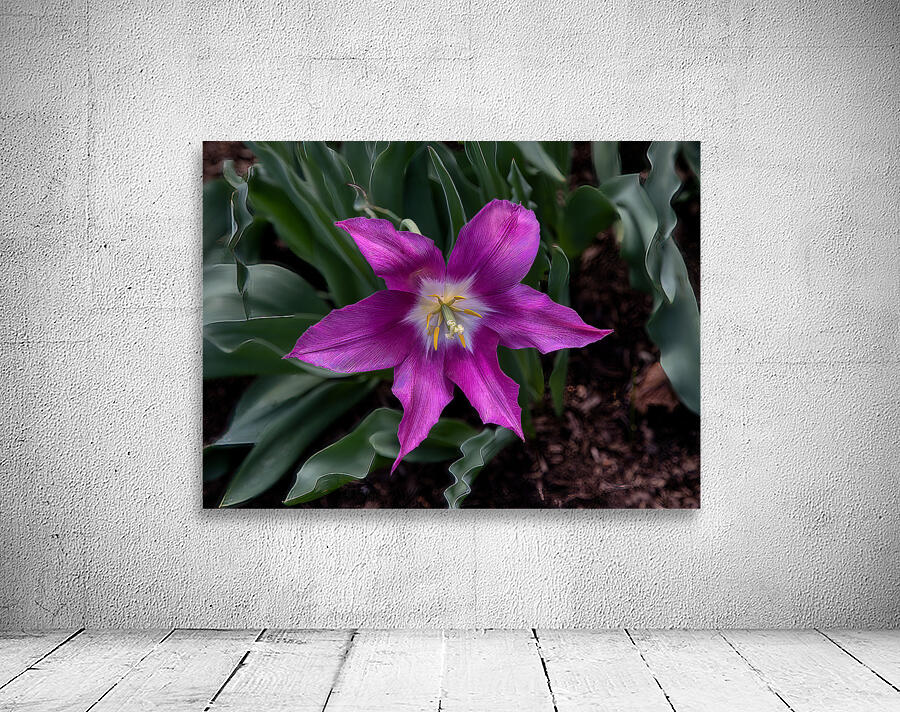 FLO 02212 Wall Preview