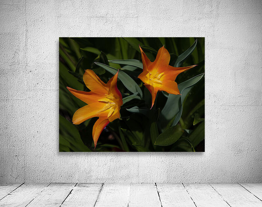FLO 02204 Wall Preview
