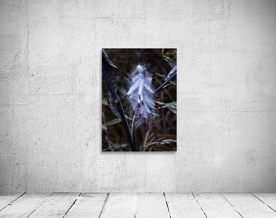 FLO 02312 Wall Preview