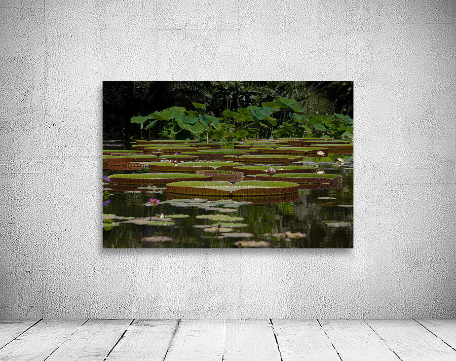 *FLO 02384 Wall Preview