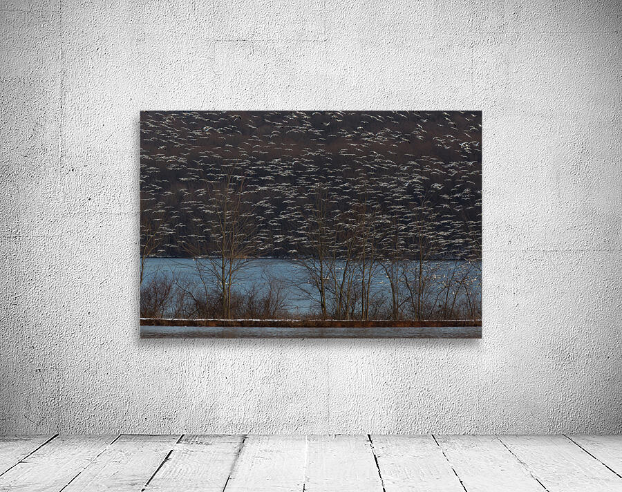 BIR 02421 Wall Preview