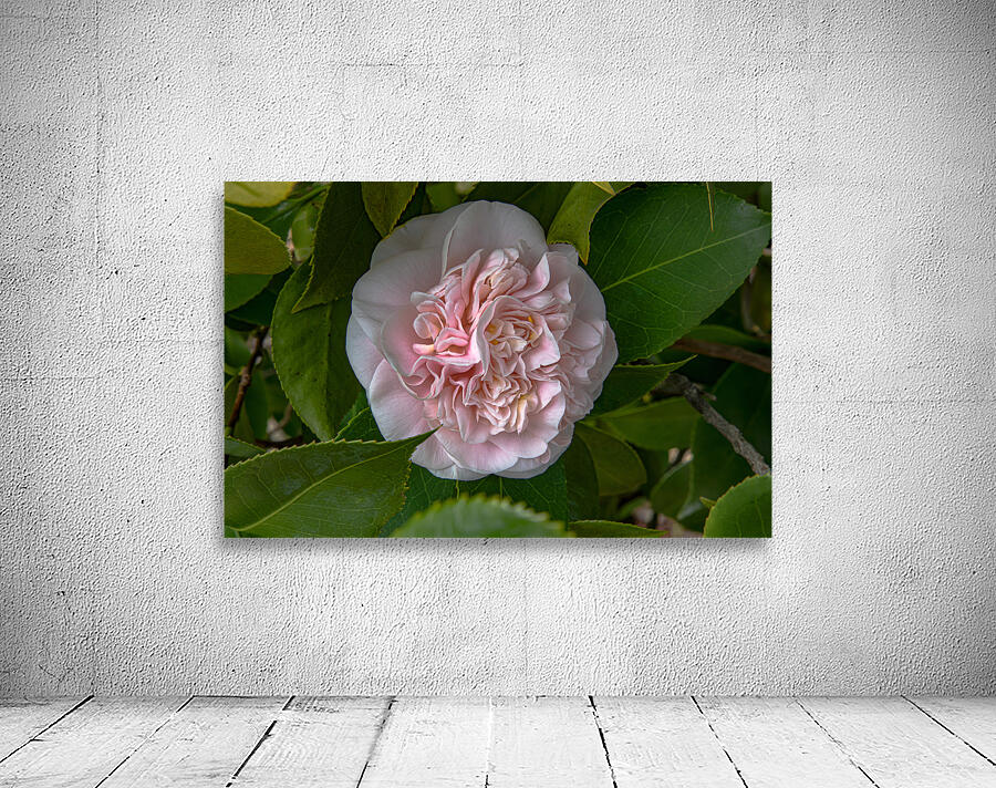 FLO 02558 Wall Preview