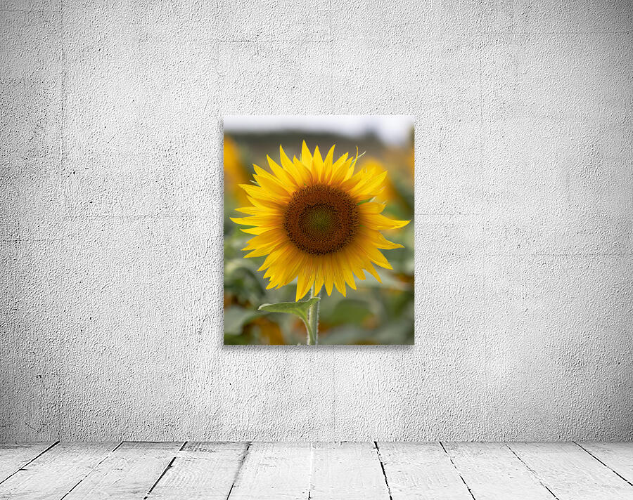 FLO 02580 Wall Preview