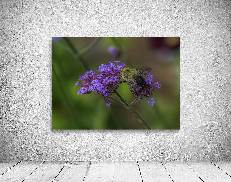 FLO 02650 Wall Preview