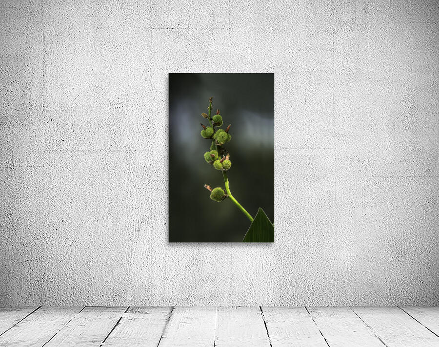FLO 02663 Wall Preview