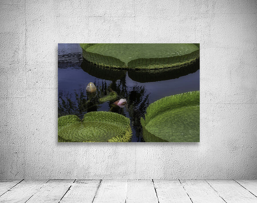 FLO 2698 Wall Preview