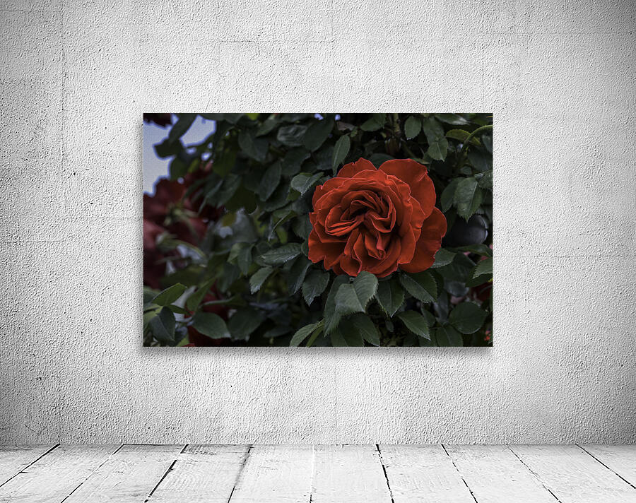 FLO 2712 Wall Preview